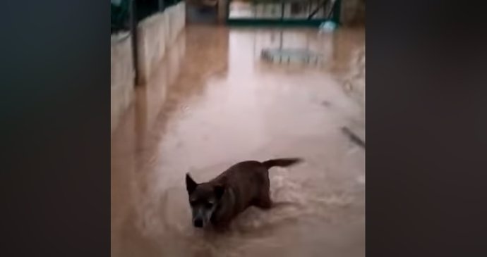 Fotograma del vídeo con el que la protectora muestra el estado del refugio tras el temporal