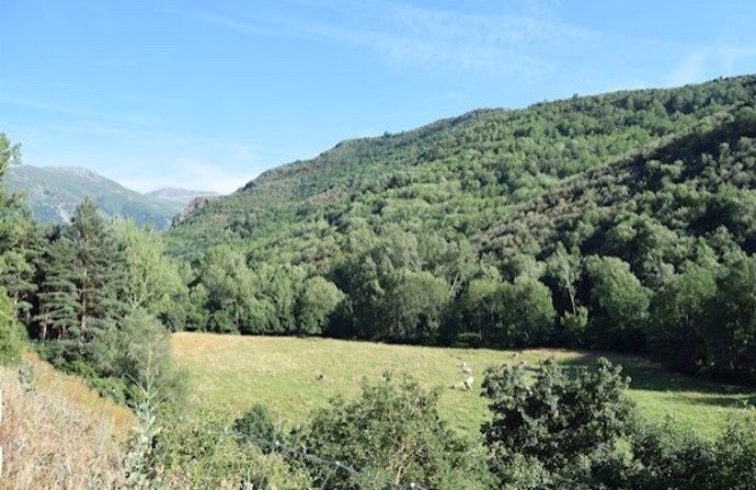 Bosque de la zona del Alto Oja en La  Rioja