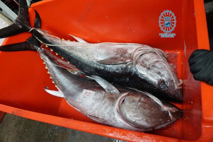 Atunes decomisados