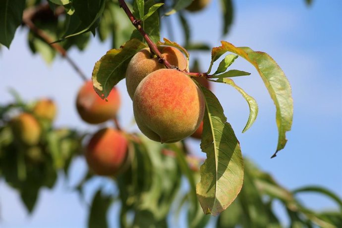 Unión de Uniones pide medidas para corregir la crisis de la fruta dulce