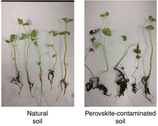 Plantas sometidas a suelo contaminación por perovskita a la derecha