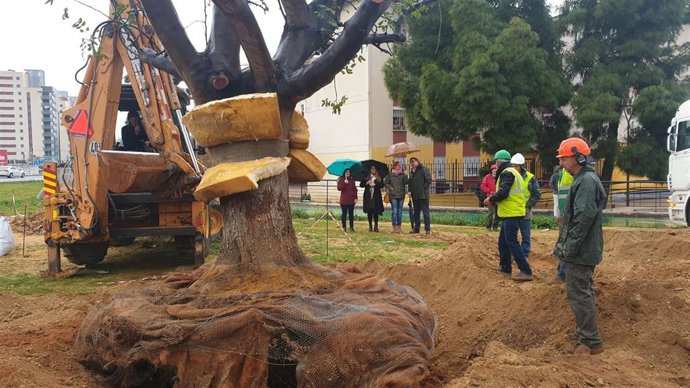 Plantación de algarrobos en el Polígono Sur