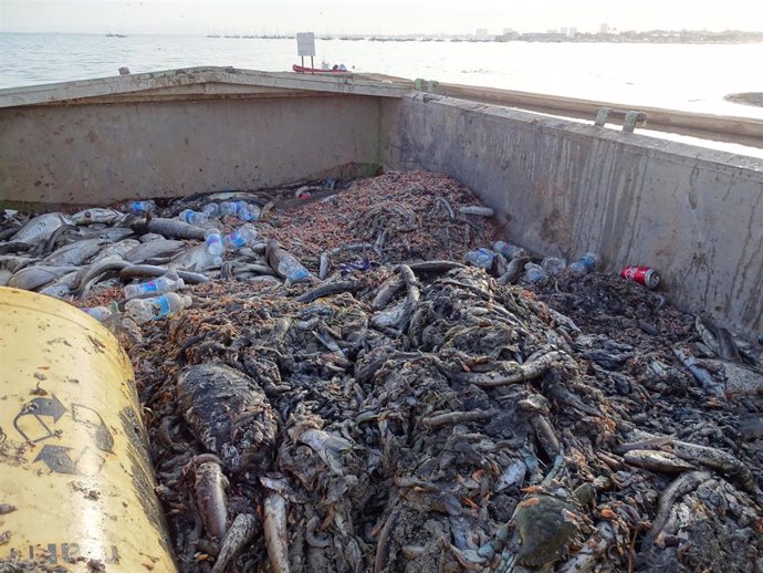 Miles de ejemplares muertos de fauna marina son recogidos de las orillas de las playas de San Pedro del Pinatar, en el Mar Menor (Murcia), a 13 de octubre de 2019.
