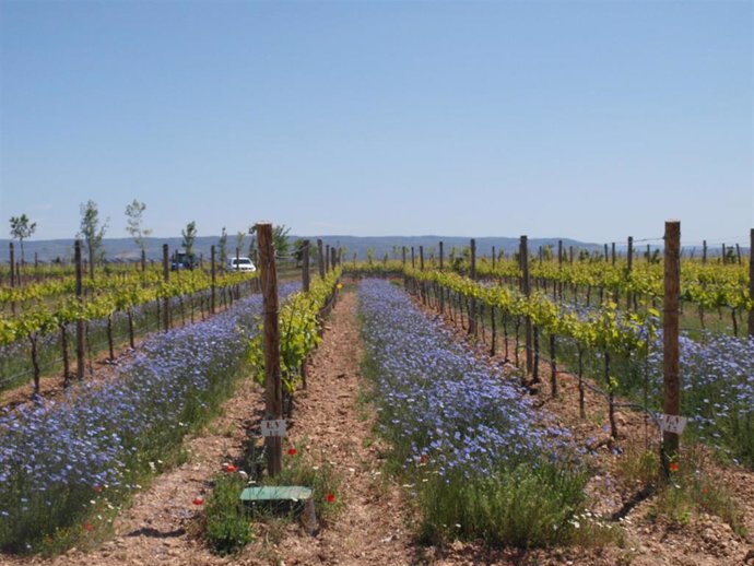 Cubiertas vegetales en viñedo en la finca experimental Bareton de EVENA en Olite
