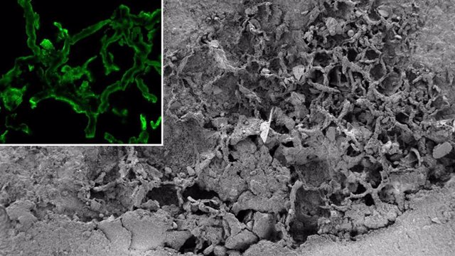 Filamentos fosilizados con vestigios de un compuesto presente en las células de los hongos