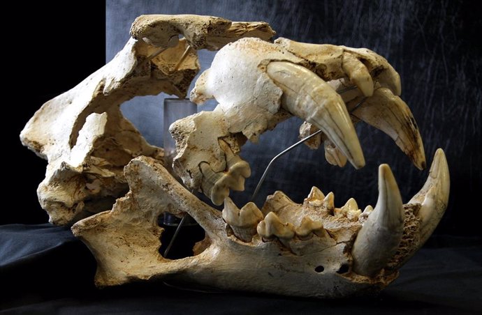 Cráneo del león del paleolítoco de las cavernas (Panthera spelaea) hallado en una sima de Llanes en 2014.
