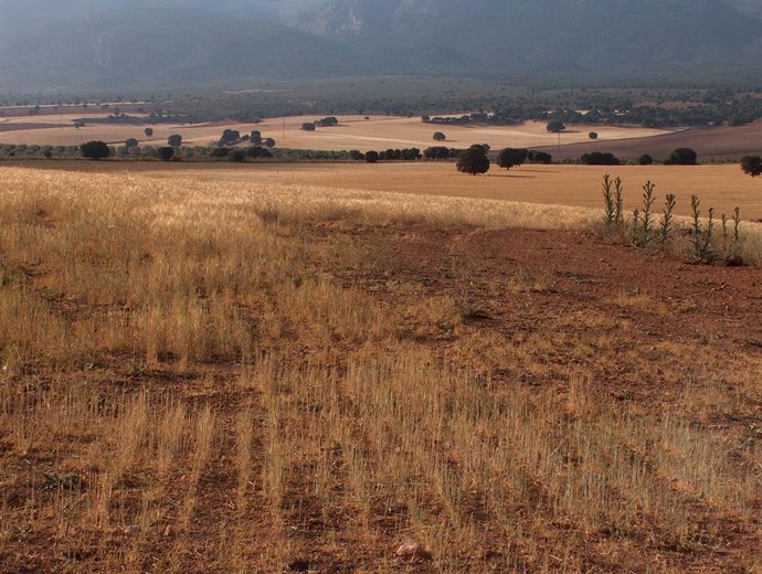 El nuevo aumento del SMI resulta "inasumible" para el sector agrario, según Asaja