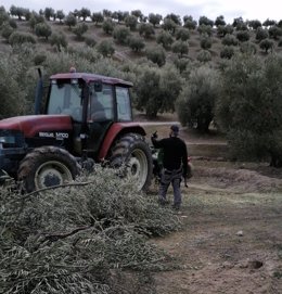 Vehículo agrícola en el olivar