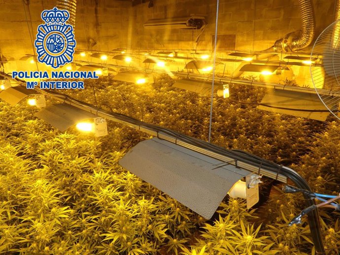 Plantación de marihuana localizada por la Policía Nacional en Chiclana de la Frontera