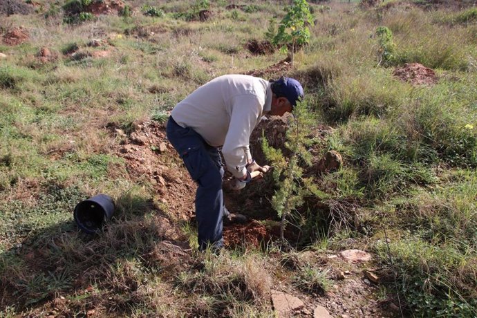 Trabajos de resforestación en Es Carnatge.