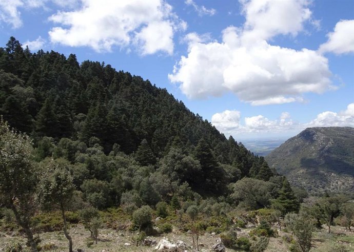 Pinsapar de la sierra de Hinojar en el Parque de Grazalema