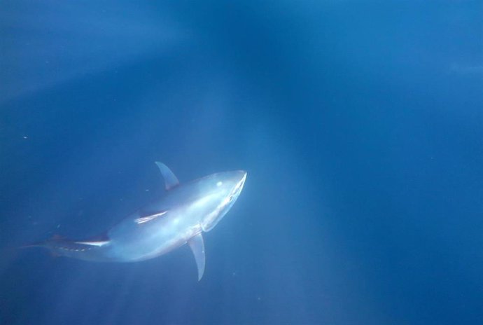 WWF pide a MSC que detenga la certificación actual del atún del Atlántico y se e