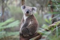 Taz y Missy, dos perros de WWF al rescate de koalas afectados por los incendios en Australia