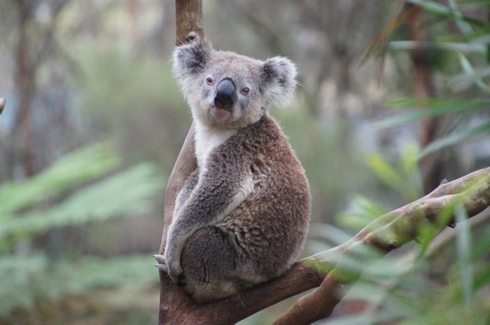 Un koala apoyado sobre la rama de un árbol.