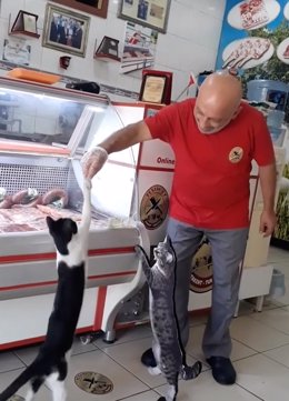 Gatos y perros callejeros en Turquía hacen cola en la puerta de la carnicería de Ikram Korkmaze para comer