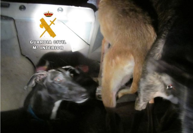 Piezas intervenidas a los furtivos mientras cazaban de forma ilegal en la comarca de Peñafiel.