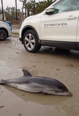 Dofí mort a Dénia
