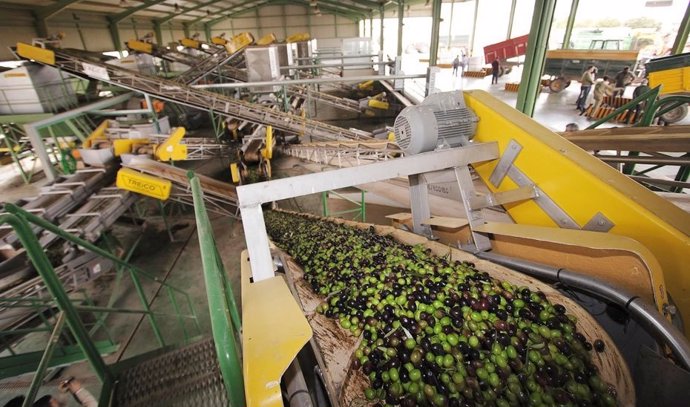 Una cooperativa de producción de aceite de oliva
