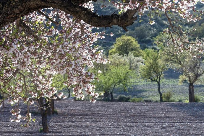 La producción de almendra crece ligeramente en la actual campaña y podría aproxi