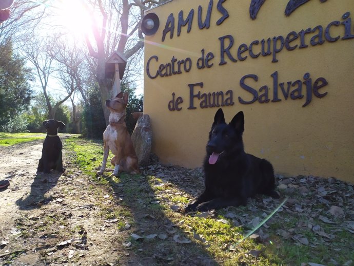 Perros en las instalaciones de Amus