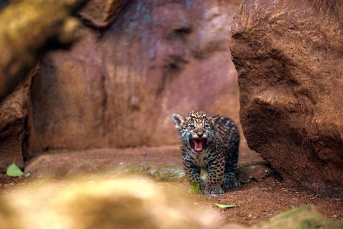 COMUNICADO: Loro Parque celebra el nacimiento de los mellizos de jaguar