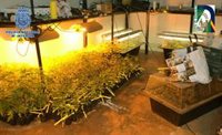 Hallan 650 esquejes de marihuana cuando buscaban en casa de su madre a dos menores tutelados fugados en Almería