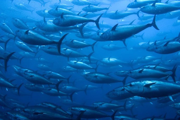MSC estudia retirar su certificación a una pesquería de atún rojo japonesa tras 