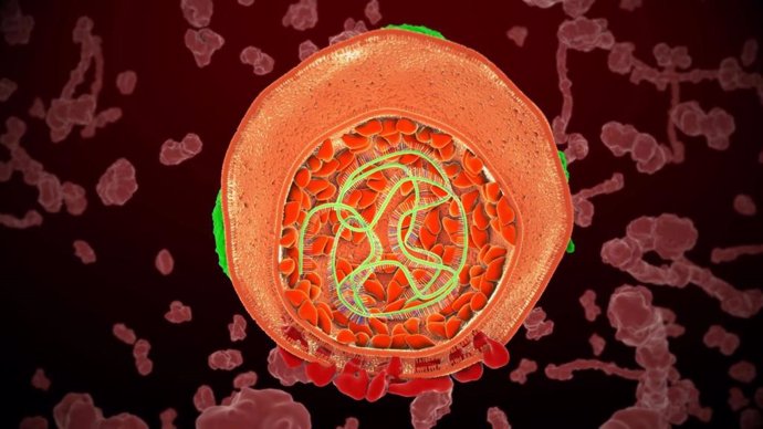 Ciclo de vida del virus de la hepatitis C