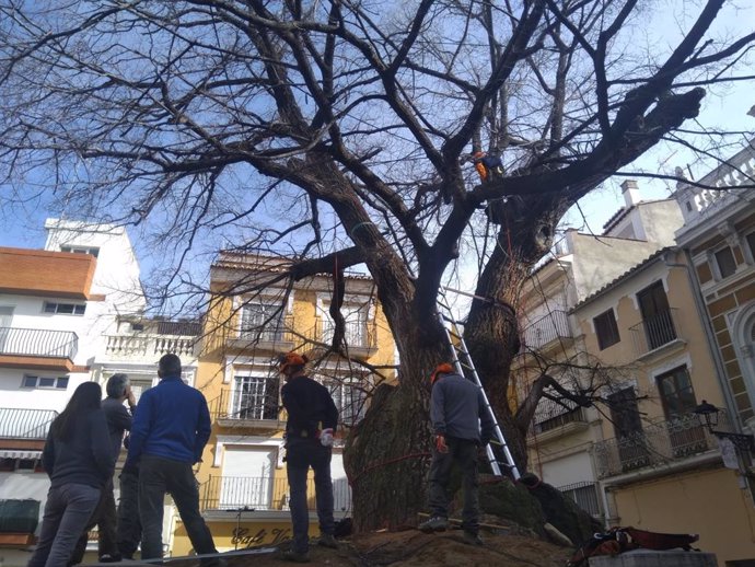 Especialistas analizan el estado del olmo centenario de Navajas, mejor árbol de España 2019