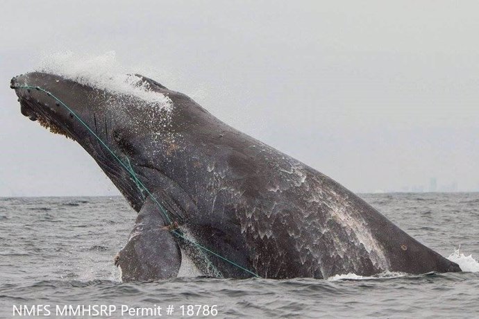 Relacionan un episodio de calor marino con ballenas atrapadas en redes