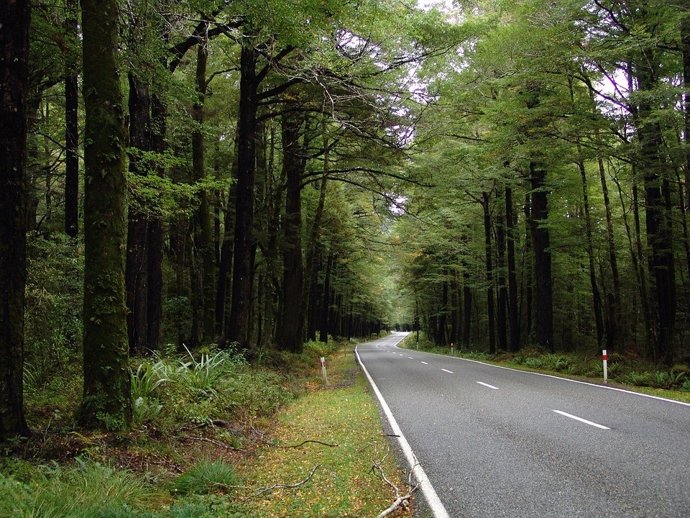 Carretera atraviesa un bosque