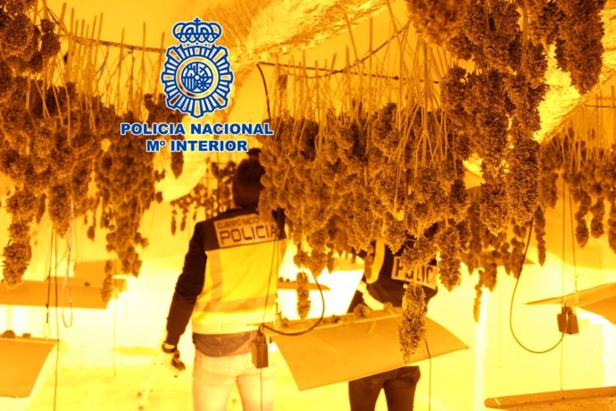 La Policía Nacional Desmantela Una Plantación De Marihuana En Una Vivienda Del Término Municipal De La Guardia (Jaén)