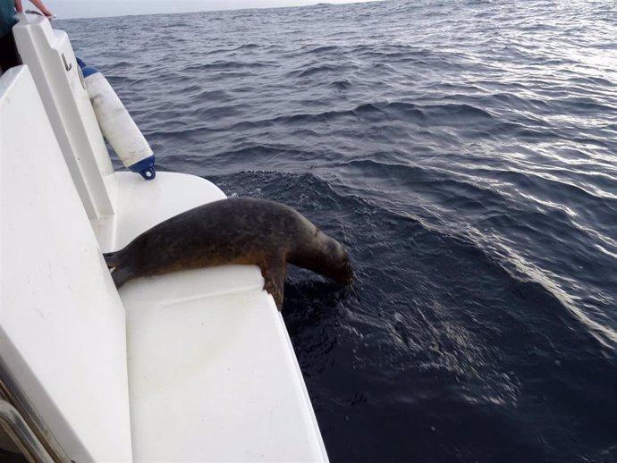 Reintroducción de la foca gris encontrada en noviembre en la costa asturiana.