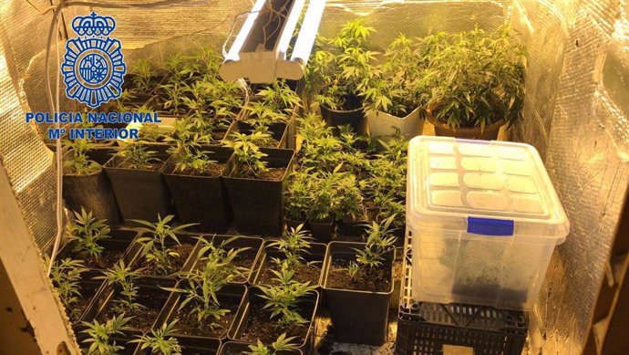 Plantación de marihuana "indoor" desmantelada en Badajoz