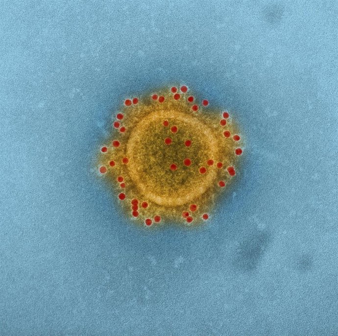 Imagen de un coronavirus