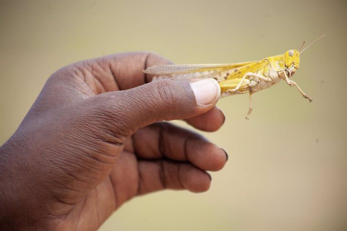 África.- Oxfam alerta de las consecuencias alimentarias de la plaga de langostas
