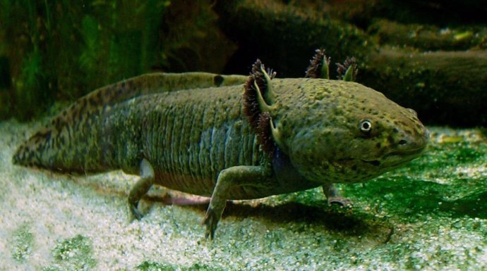 El gran genoma de una salamandra y el secreto de la regeneración  