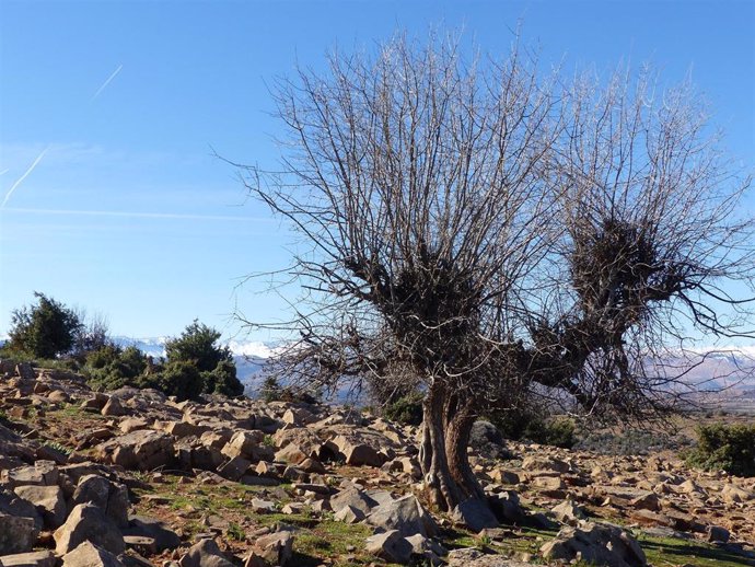 Ejemplar de chopo cabecero en la provincia de Teruel.