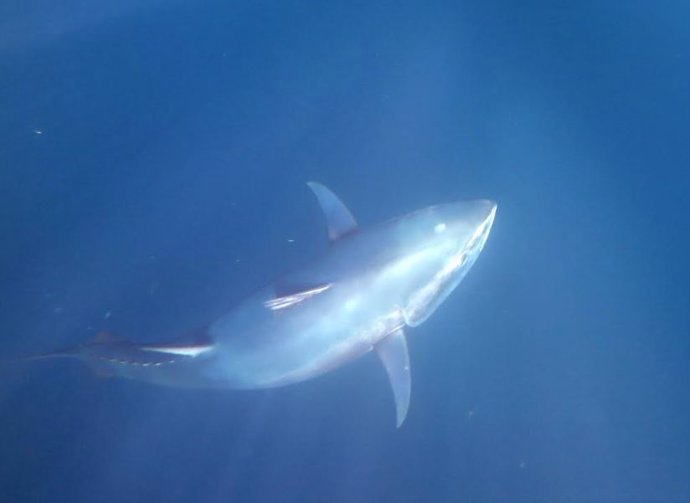 Sondeos para determinar presencia atún rojo en Golfo de Bizkaia