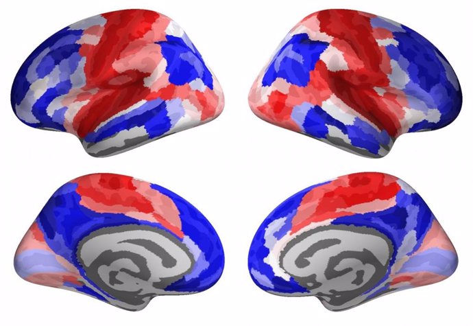 Las regiones del cerebro rojo pertenecen al patrón "conservador" del desarrollo adolescente, mientras que las regiones del cerebro azul pertenecen al patrón "disruptivo"