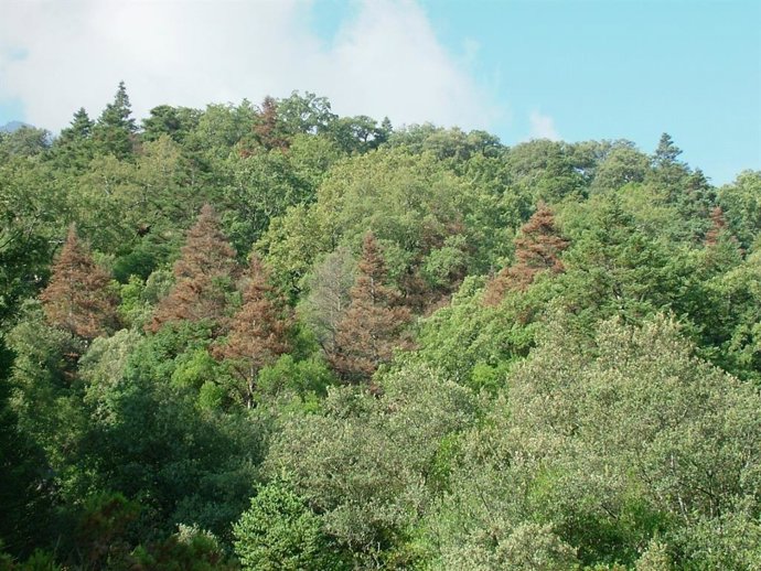 La baja resistencia a la sequía está relacionada con el riesgo de mortalidad fut