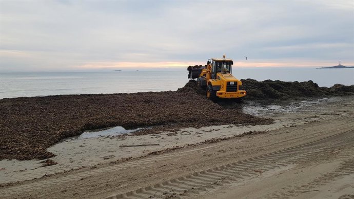 Infraestructuras y Litoral pone en marcha un plan de acopio de algas en La Manga
