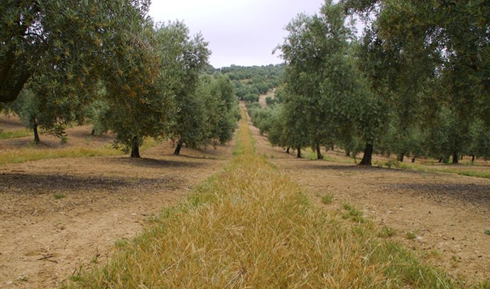 Olivar, olivos.