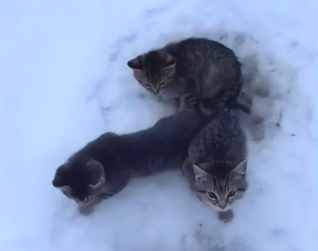 Un hombre logra rescatar a tres gatos de morir congelados con una taza de café