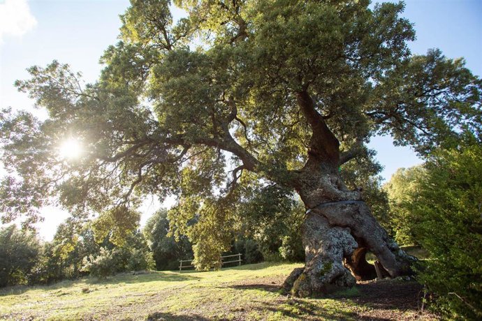 El Encino de las Tres Patas, milenaria encina de Mendaza, que está entre los candidatos a ser el 'Árbol europeo del año'