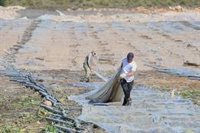 Planas ve posible aplicar fondos Feader para reconstruir los invernaderos de Almería dañados por el paso de 'Gloria'