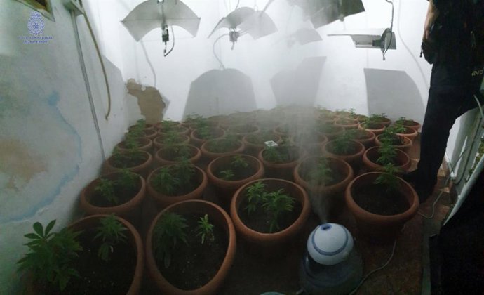 Plantación de marihuana desmantelada por la Policía Nacional en Palma.