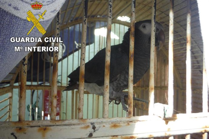 La Guardia Civil recupera en Lanzarote  un espécimen de ave protegida y en peligro de extinción