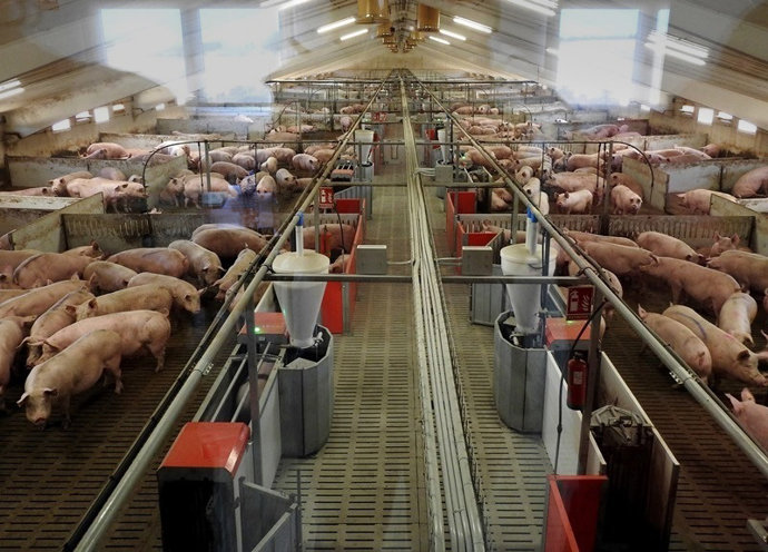 Granja porcina.