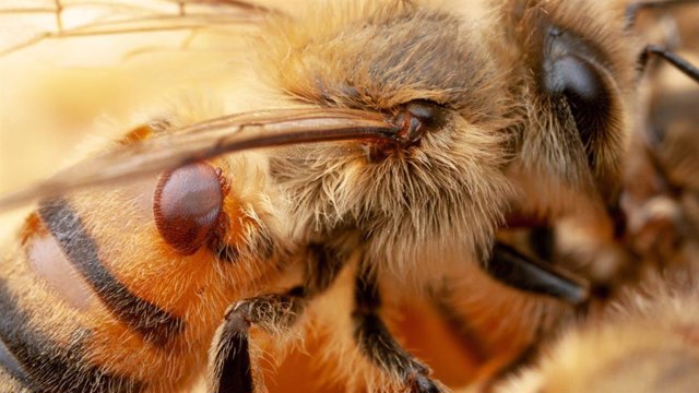 Una varroa se adhiere a una abeja